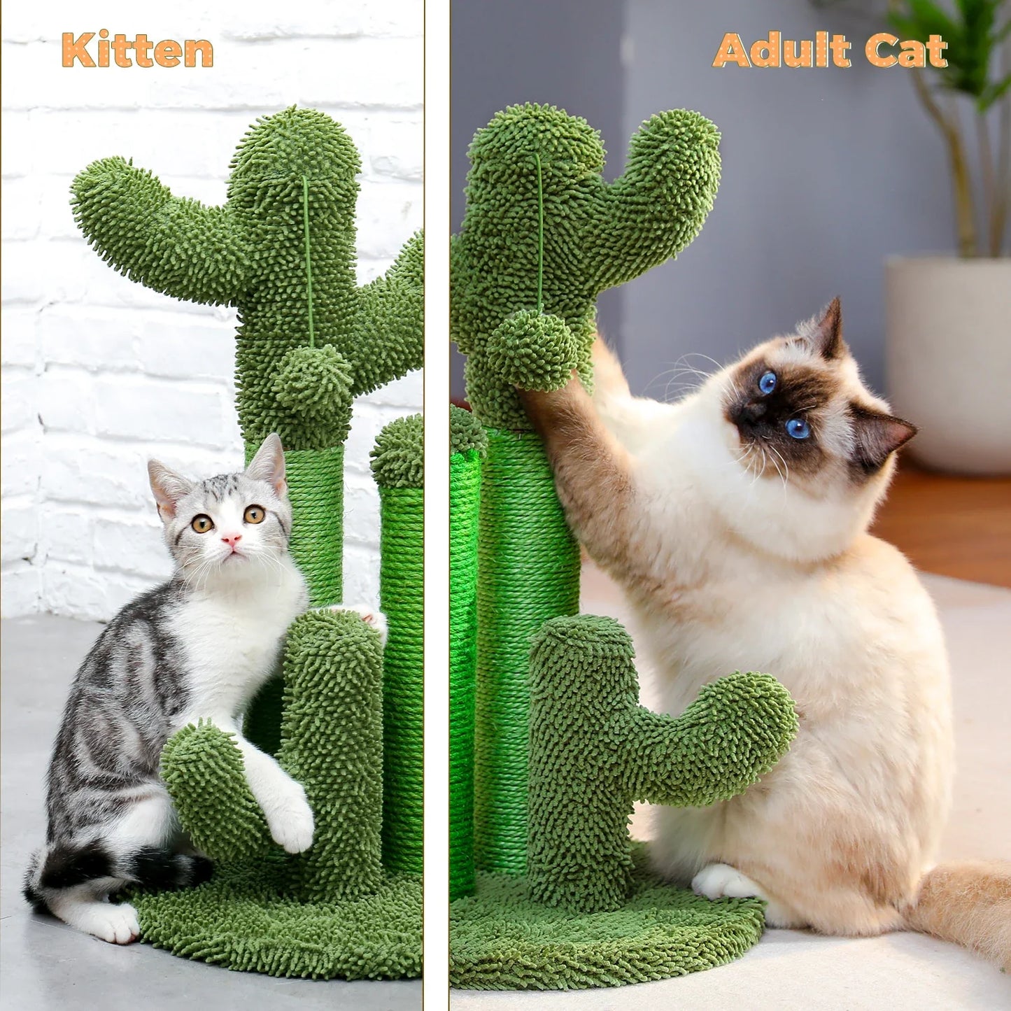 Grattoir Cactus Mini