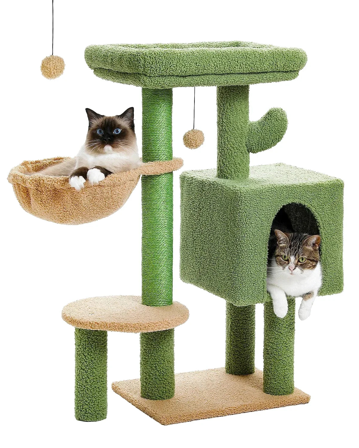 Petit Arbre à Chat Cactus Vert