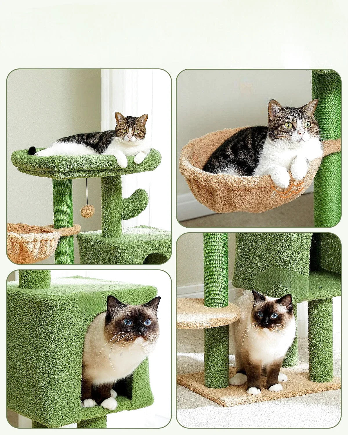 Petit Arbre à Chat Cactus Vert